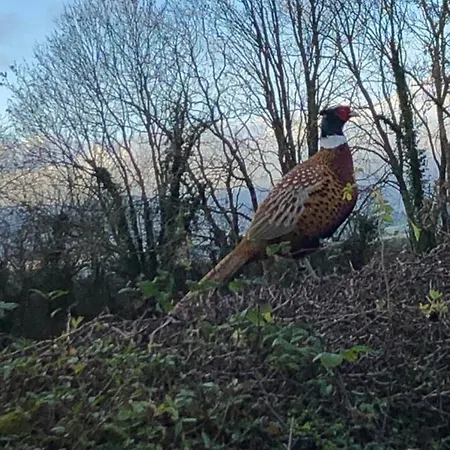 Knockreagh Farm Cottages, Callan, 펜션